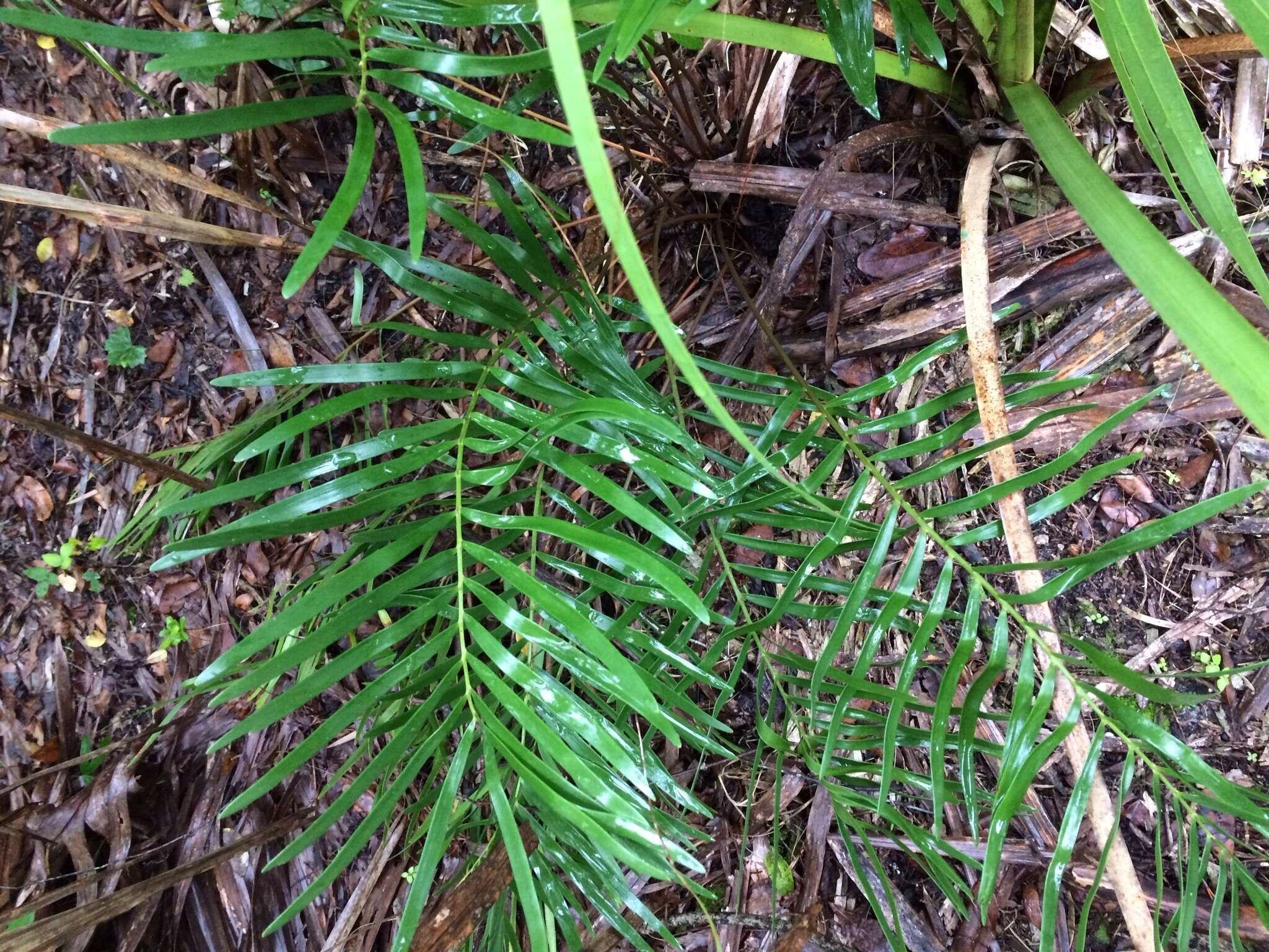 Image of Florida arrowroot