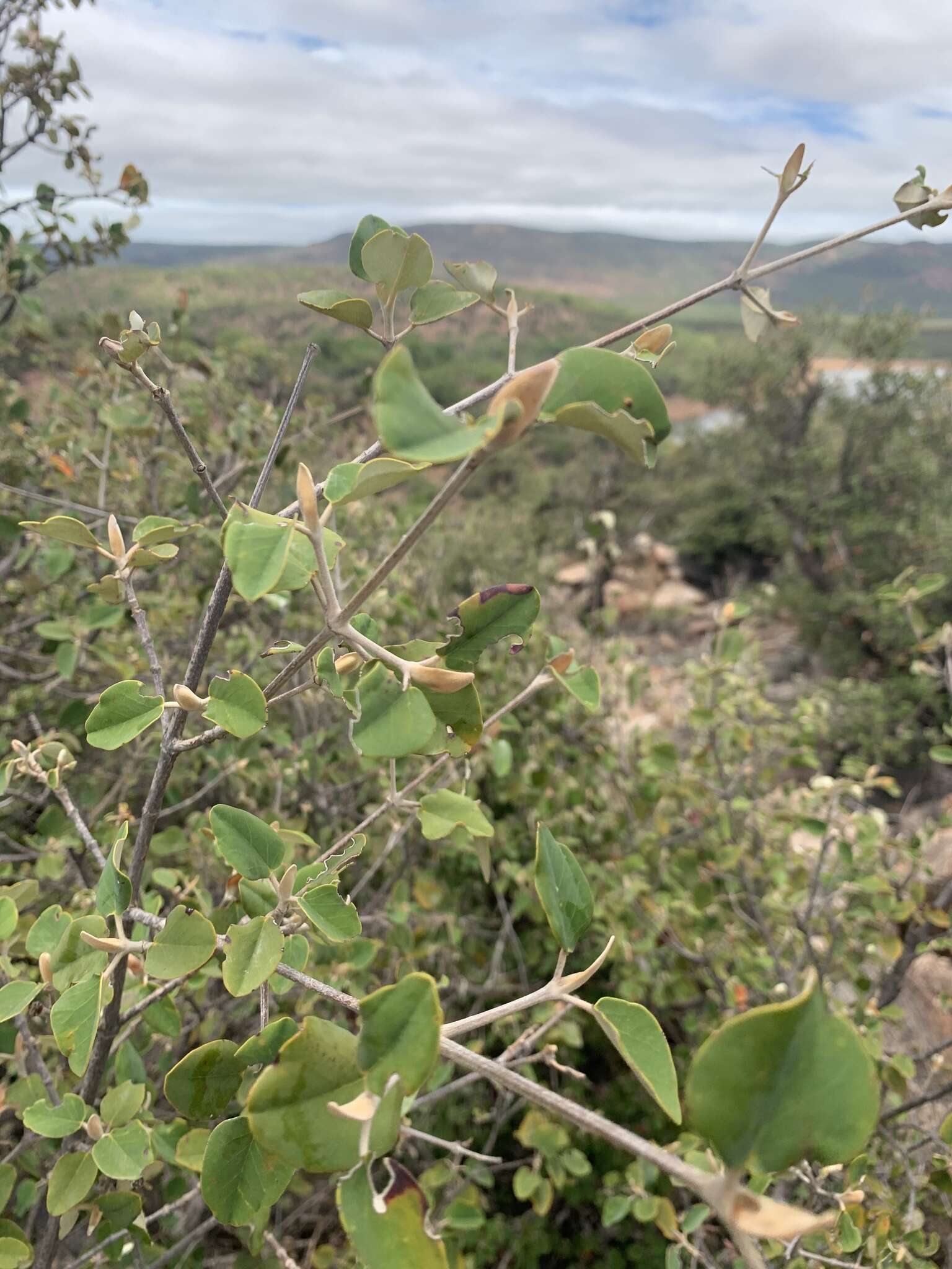 Plancia ëd Androstachys johnsonii Prain