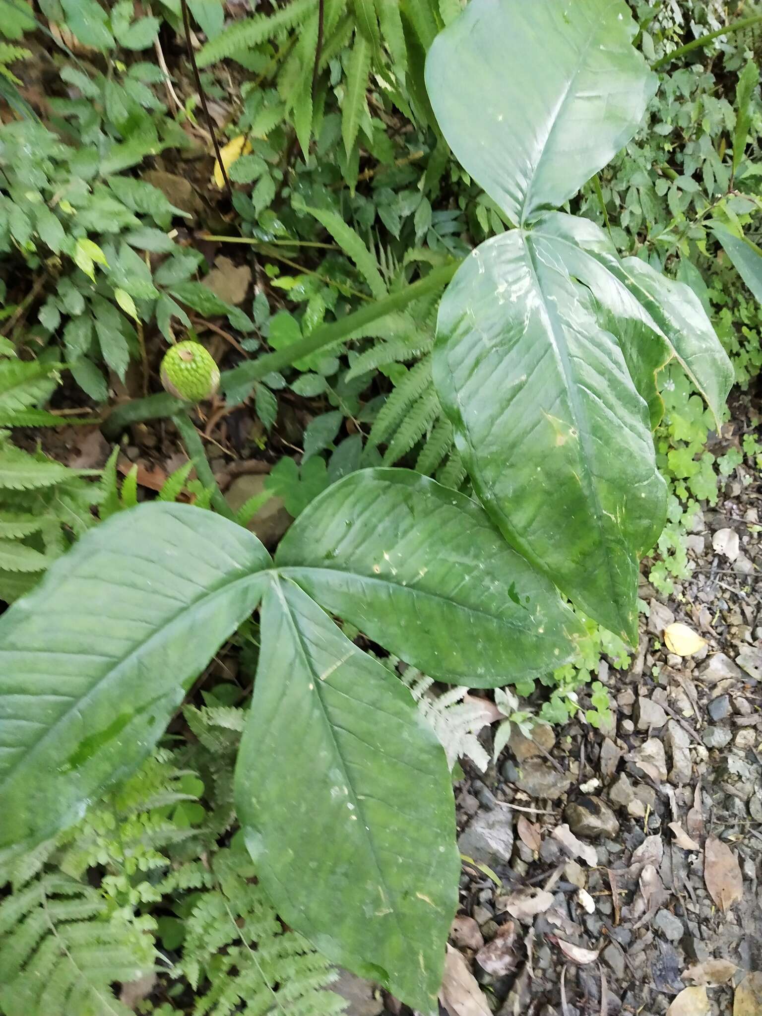 Arisaema ringens (Thunb.) Schott的圖片