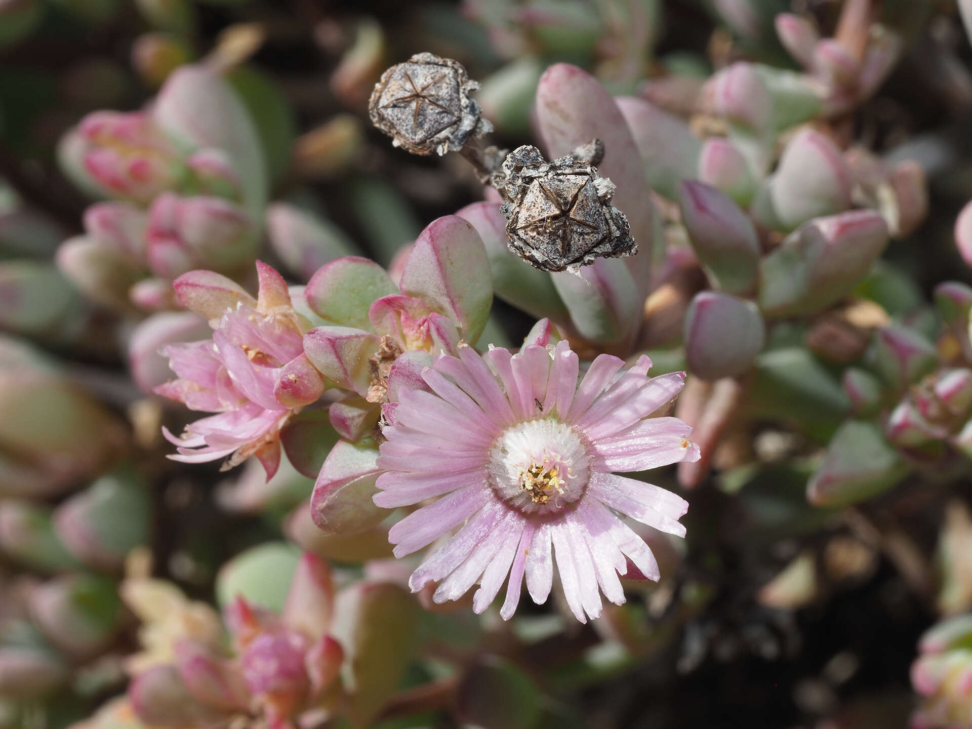 Imagem de Oscularia cedarbergensis (L. Bol.) H. E. K. Hartm.