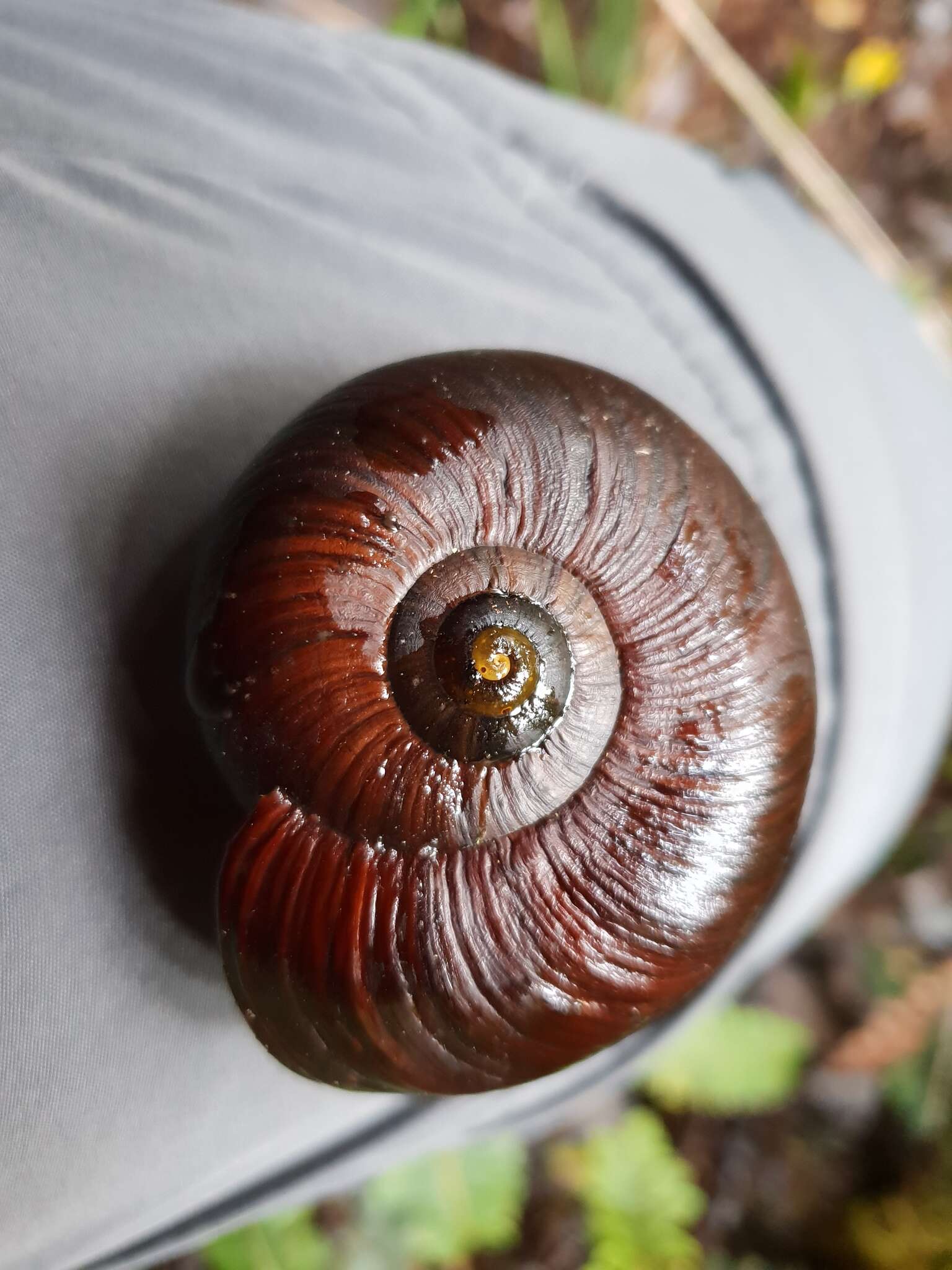 Image of Powelliphanta annectens (Powell 1936)