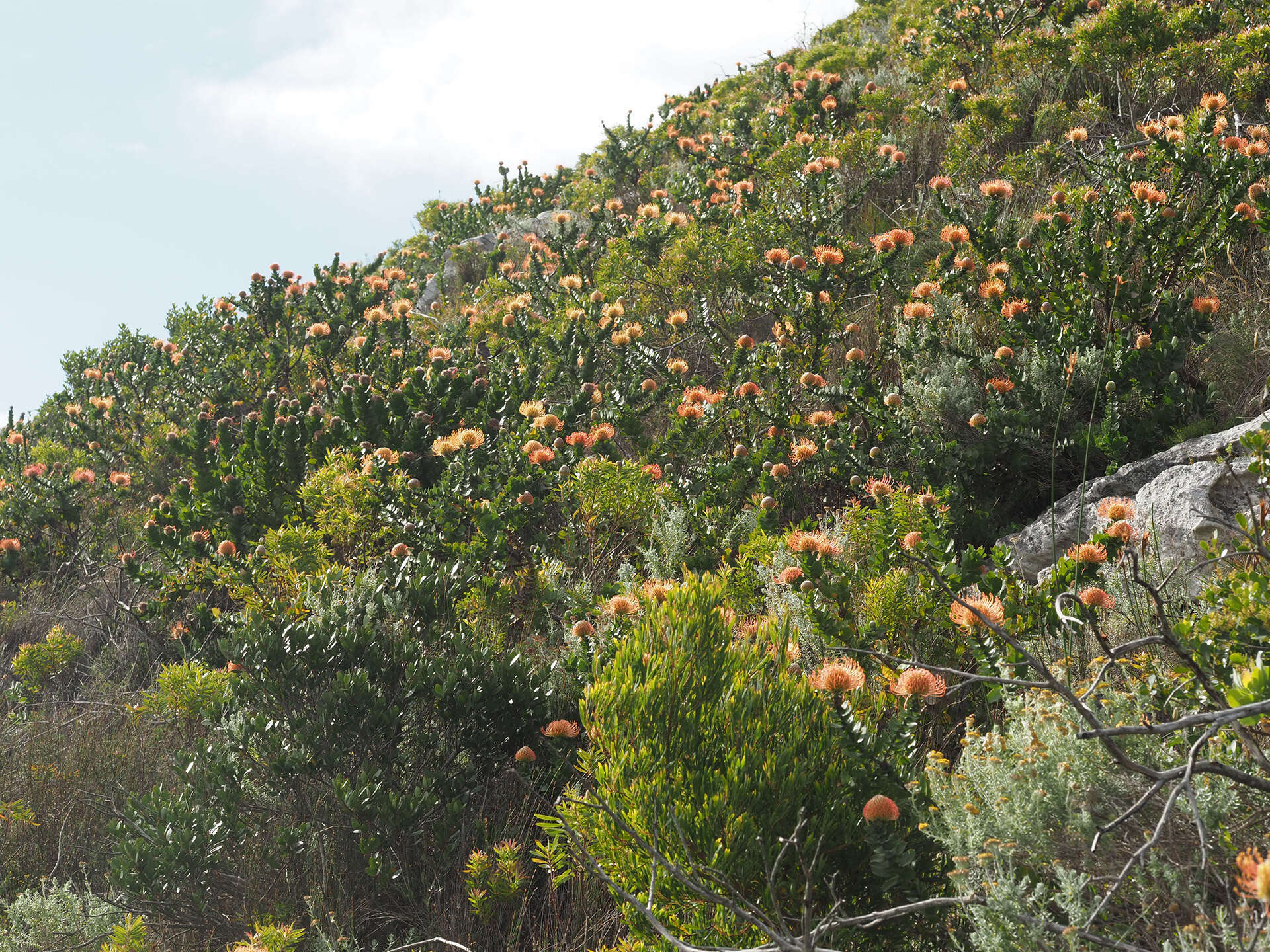 Image of Silveredge Pincushion