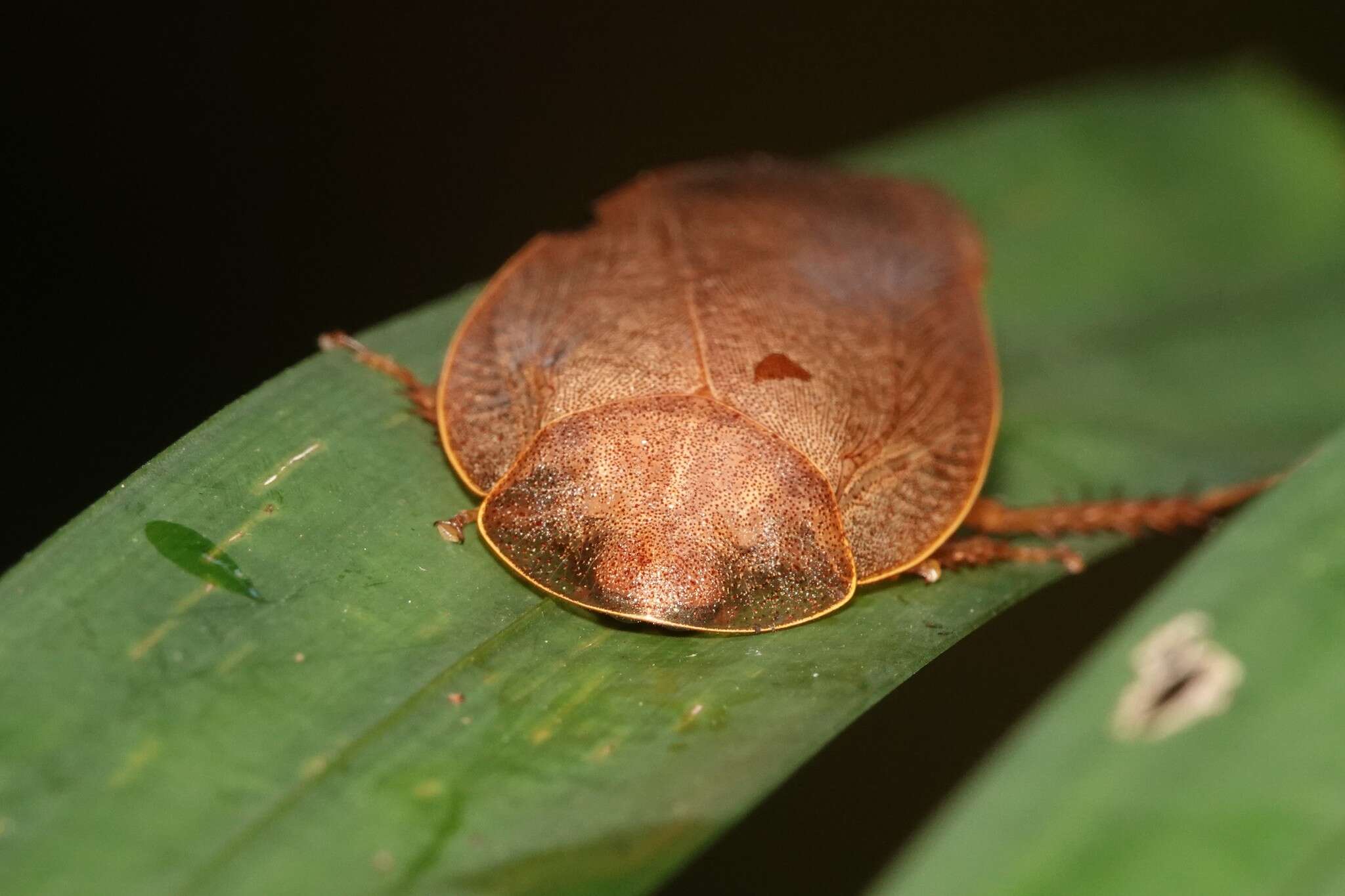 Pseudophoraspis nebulosa (Burmeister 1838) resmi