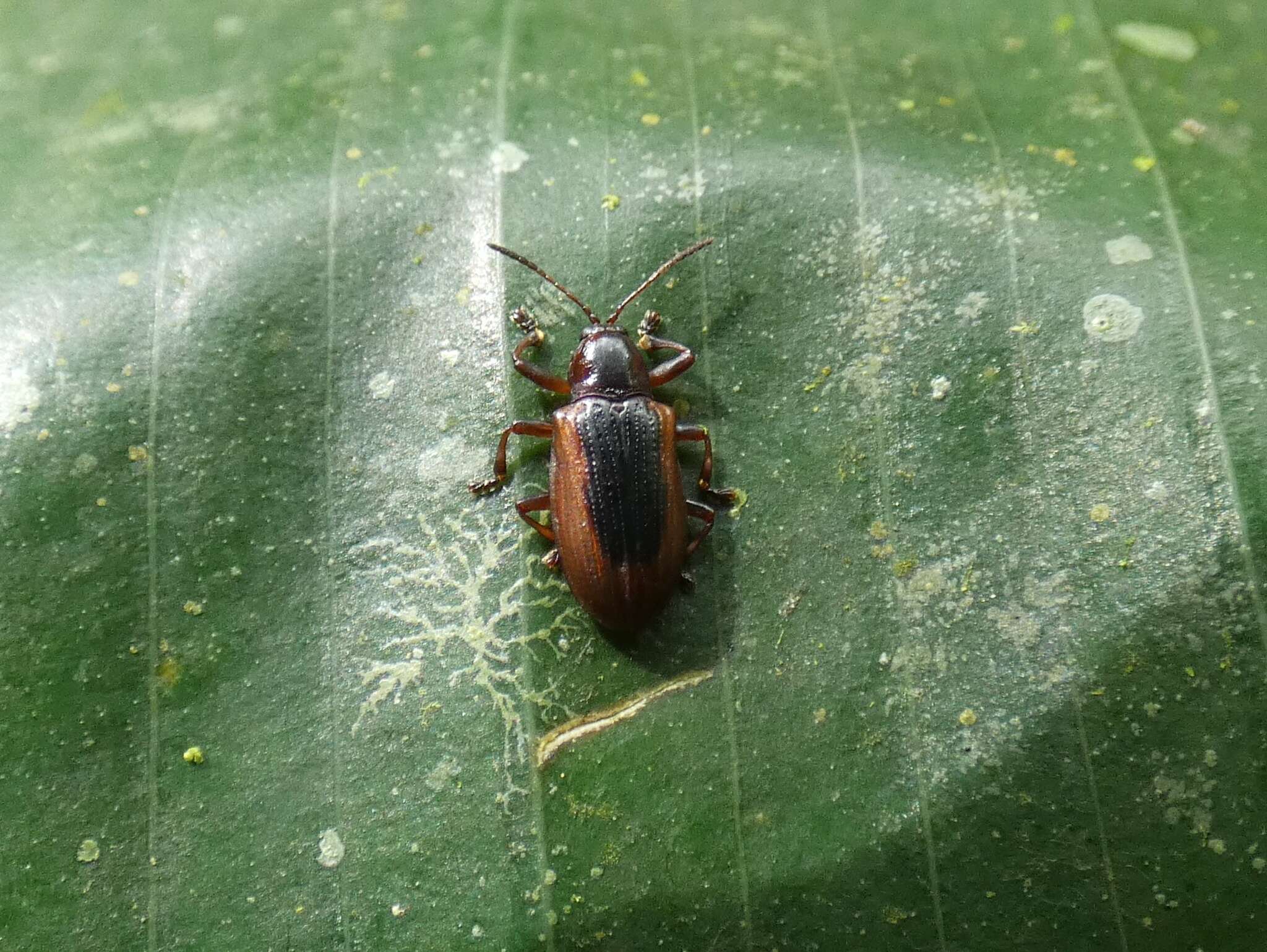 Image of Prosopodonta deplanata Uhmann 1927