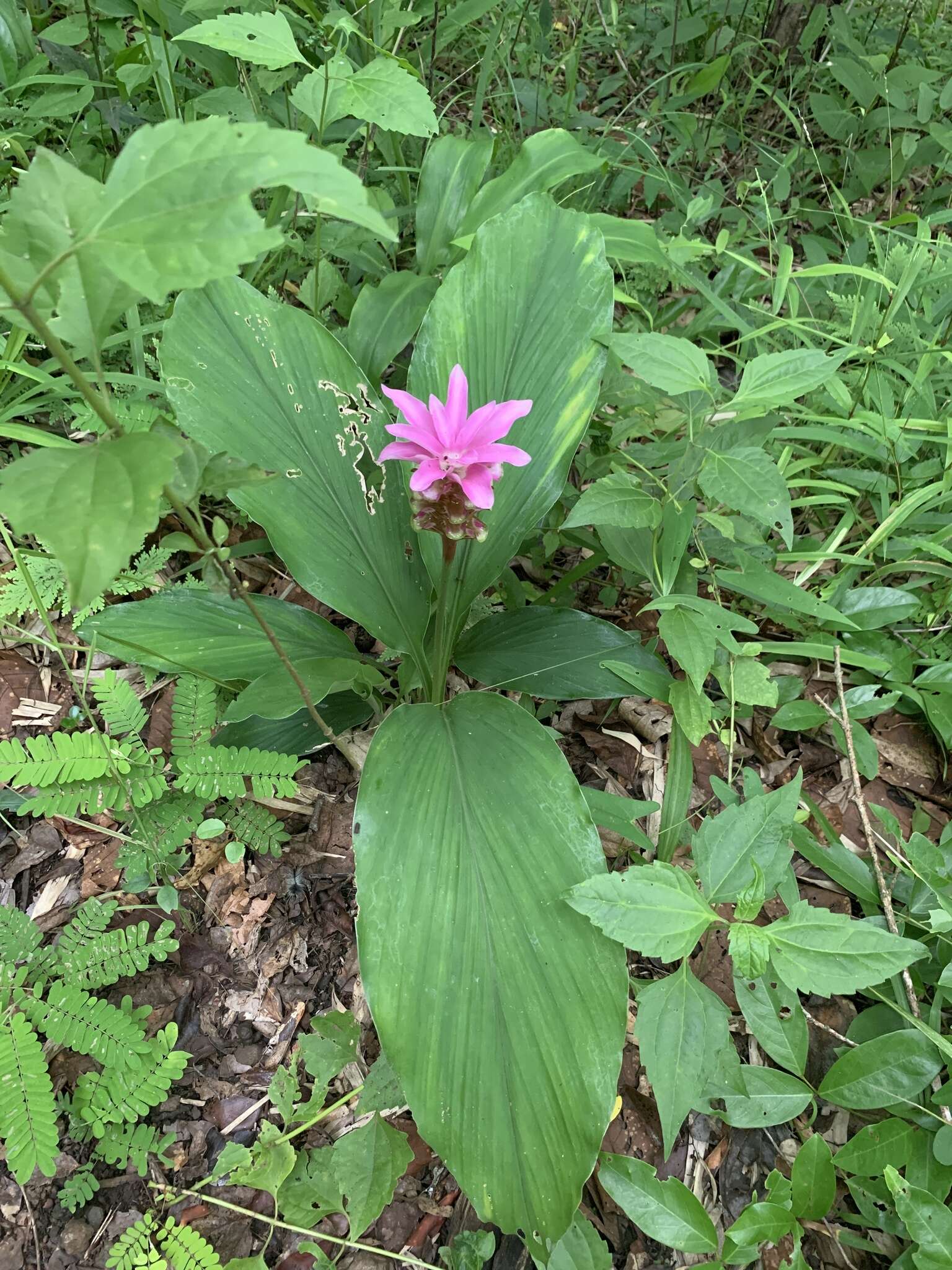 Image de Curcuma rhabdota Sirirugsa & M. F. Newman