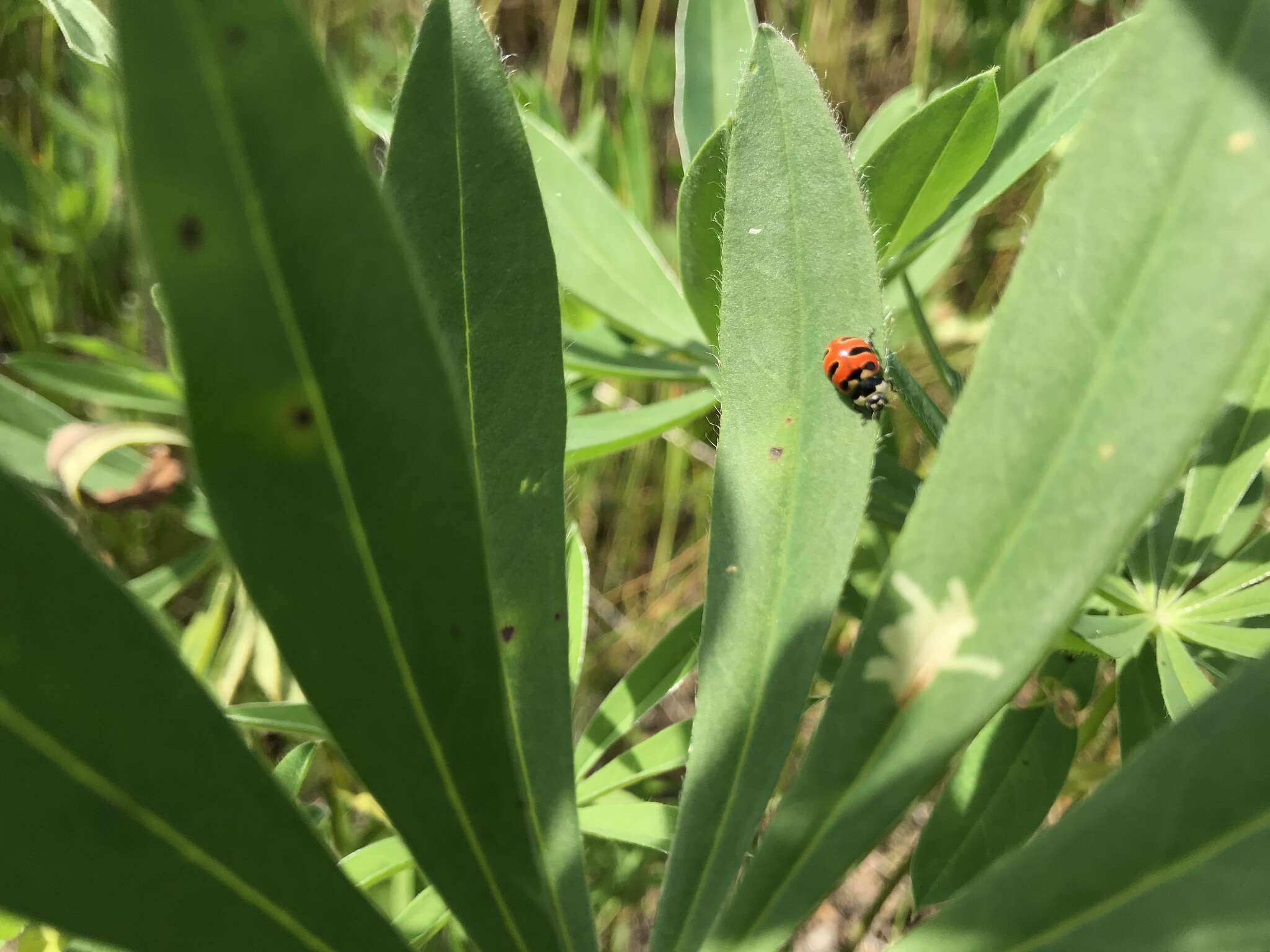 Image of Coccinella trifasciata perplexa Mulsant 1850