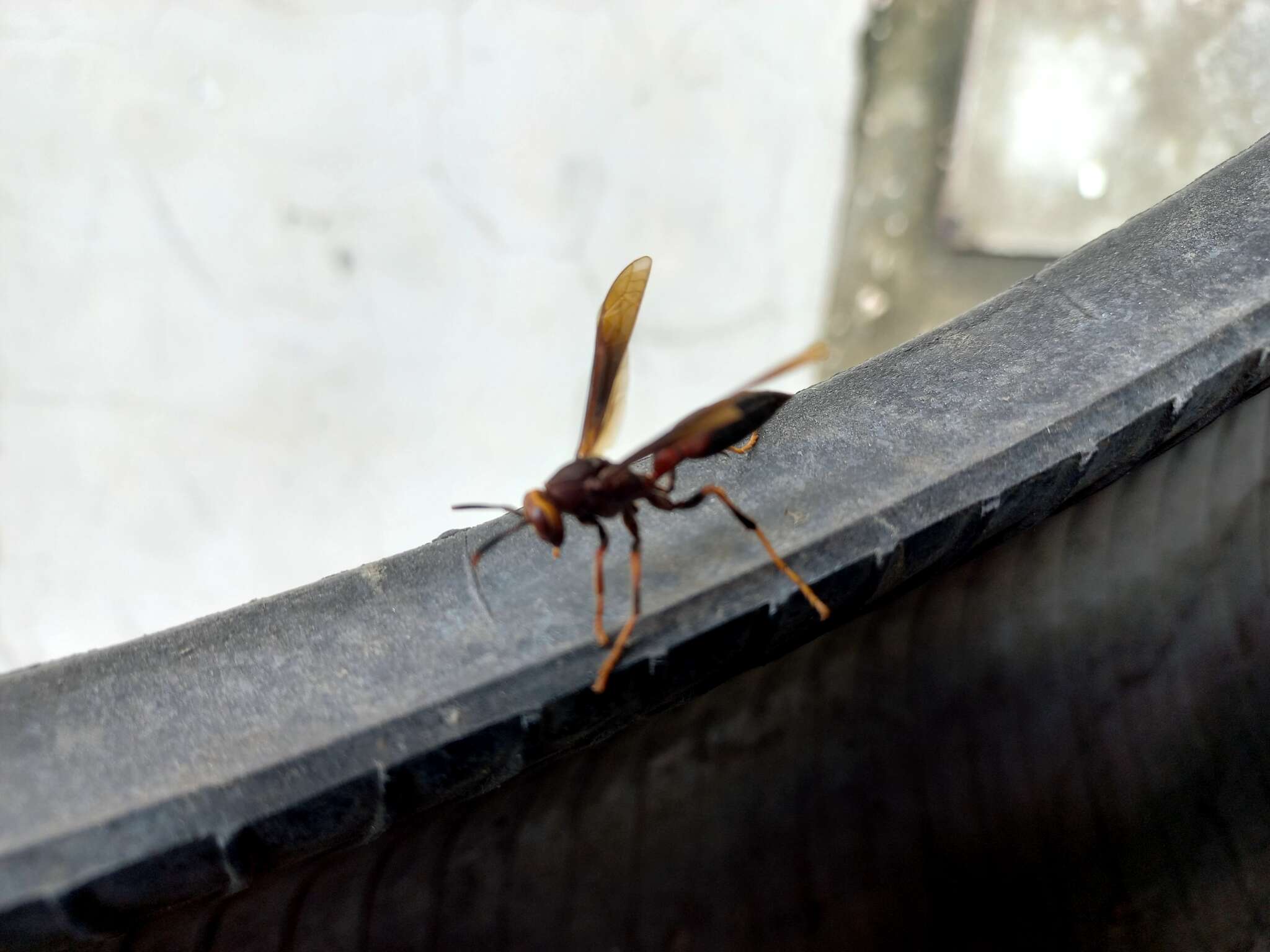 Image of Polistes infuscatus Lepeletier 1836