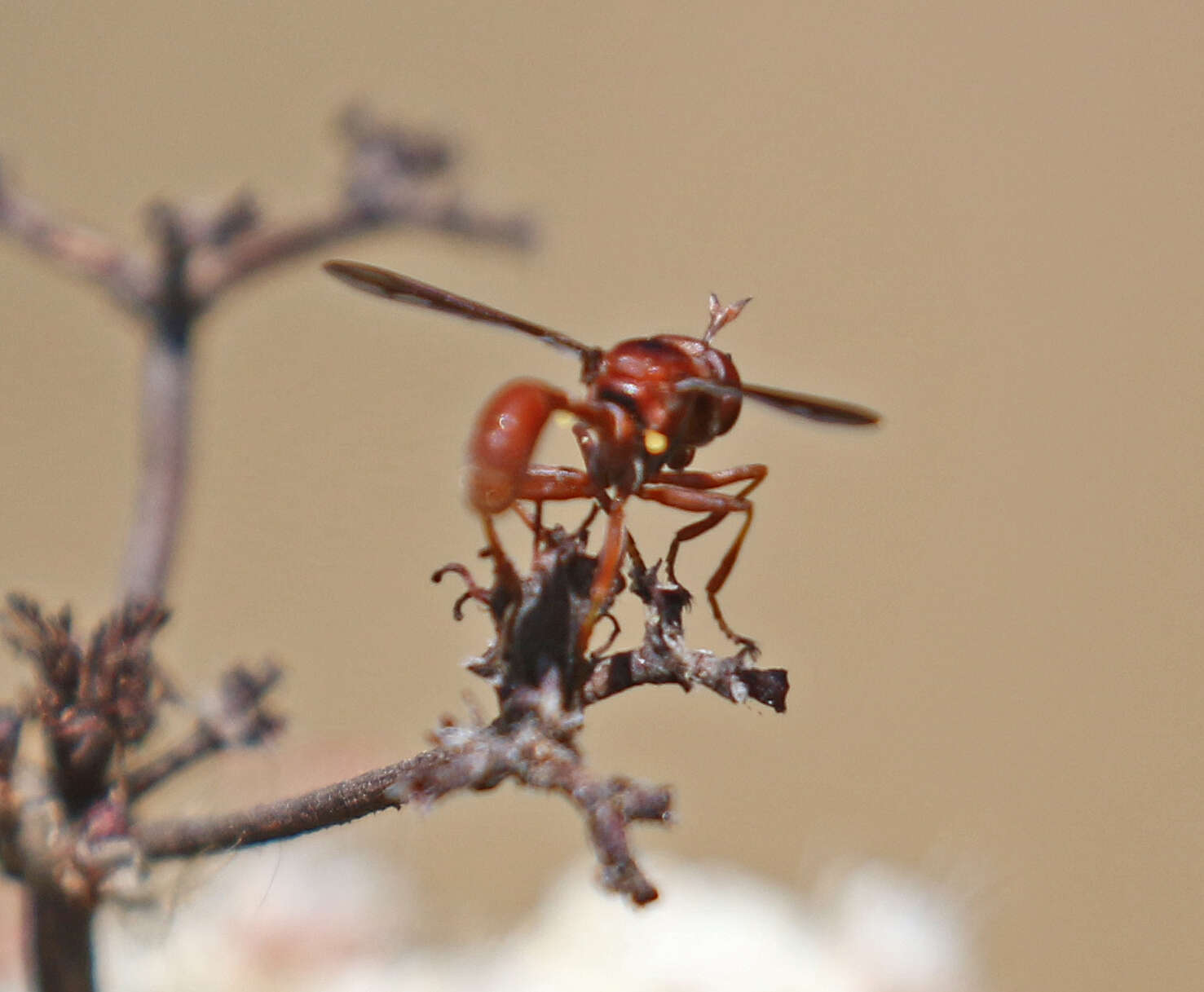 صورة Physocephala burgessi (Williston 1882)