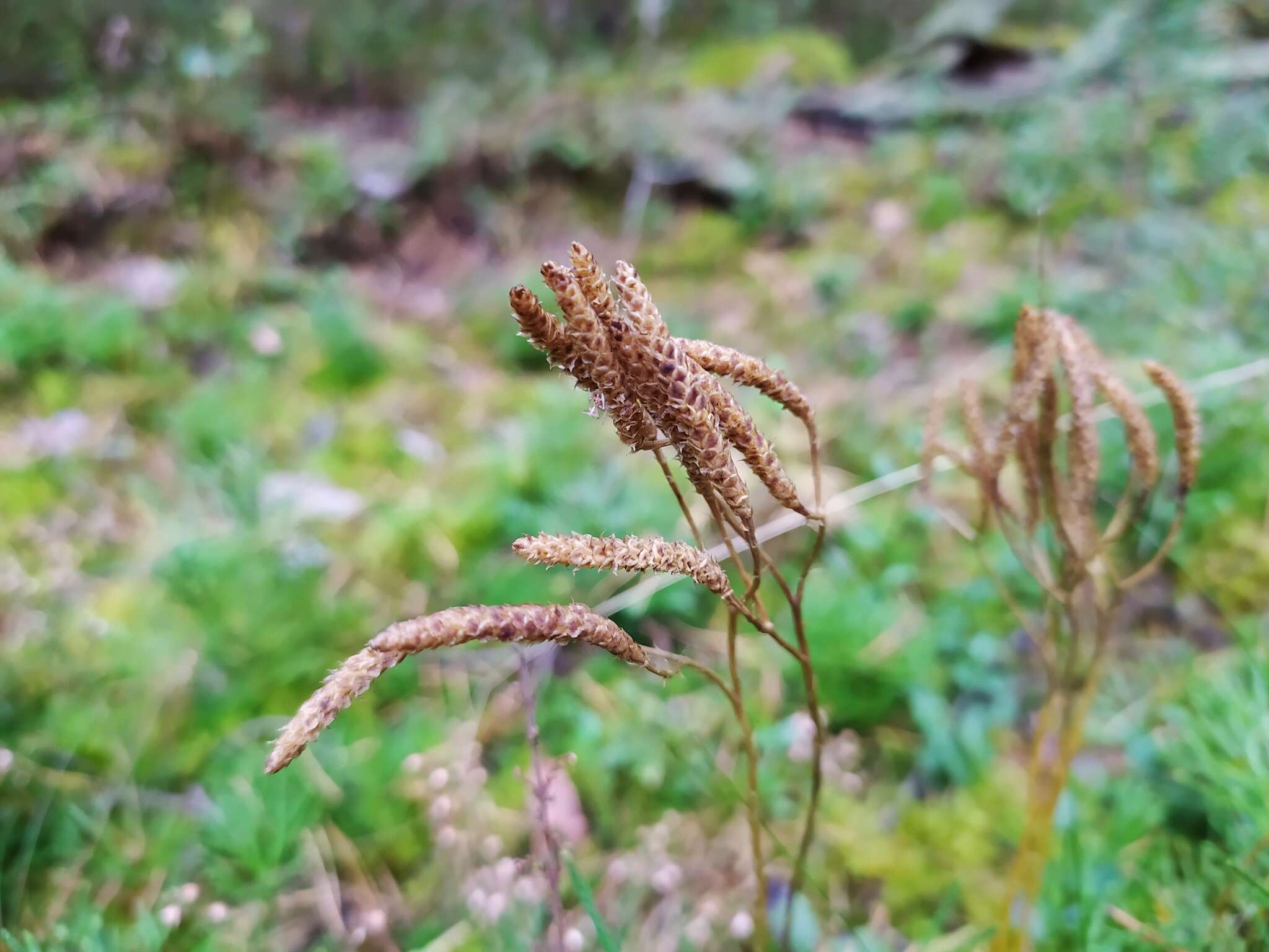 Sivun Diphasiastrum zeilleri (Rouy) J. Holub kuva