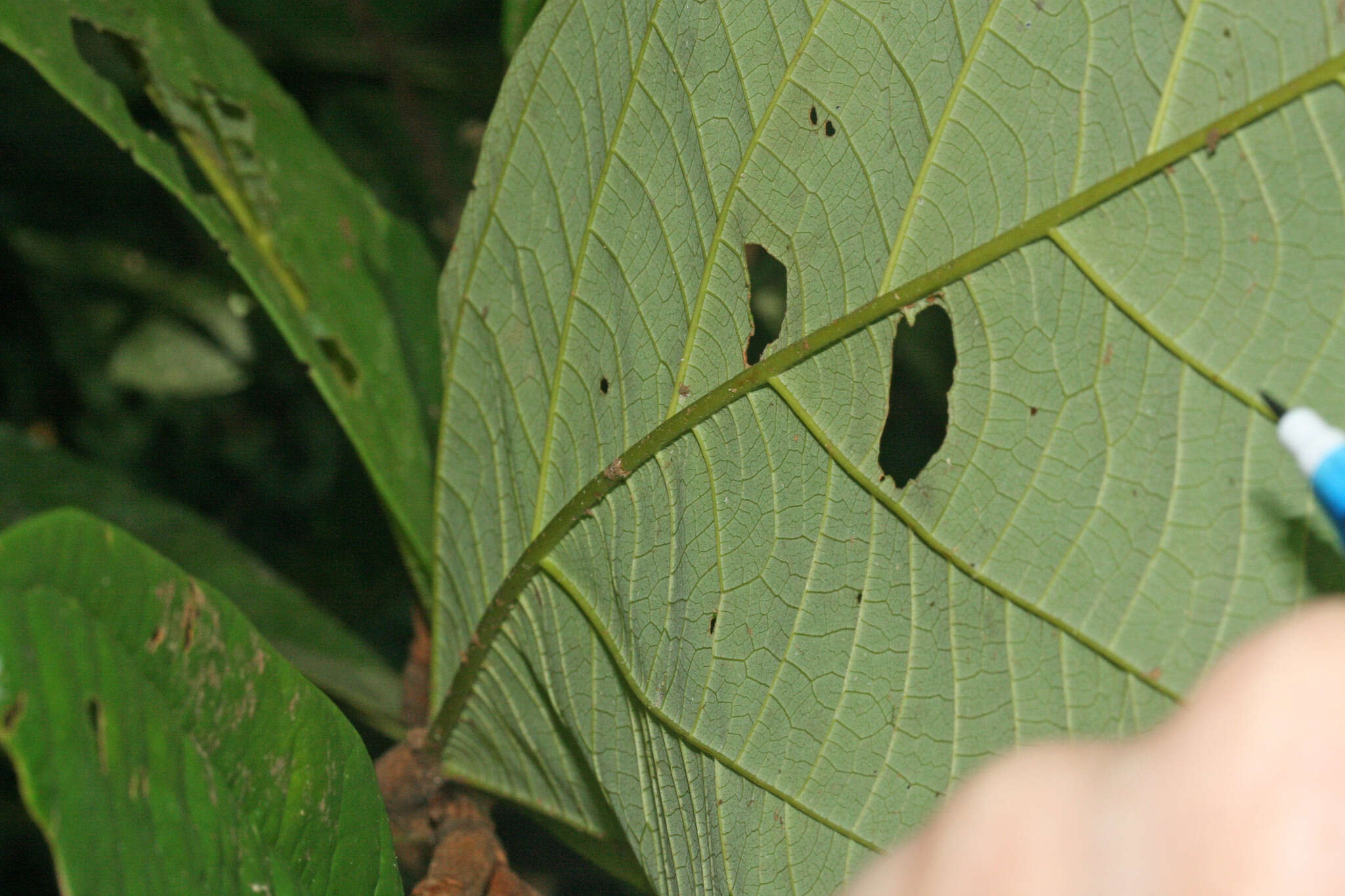 Image de Theobroma grandiflorum (Willd. ex Sprengel) Schumann