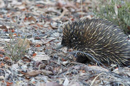 Image of Tachyglossus aculeatus acanthion (Collett 1884)