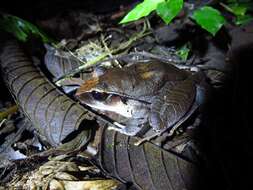 Image of Tilaran Robber Frog