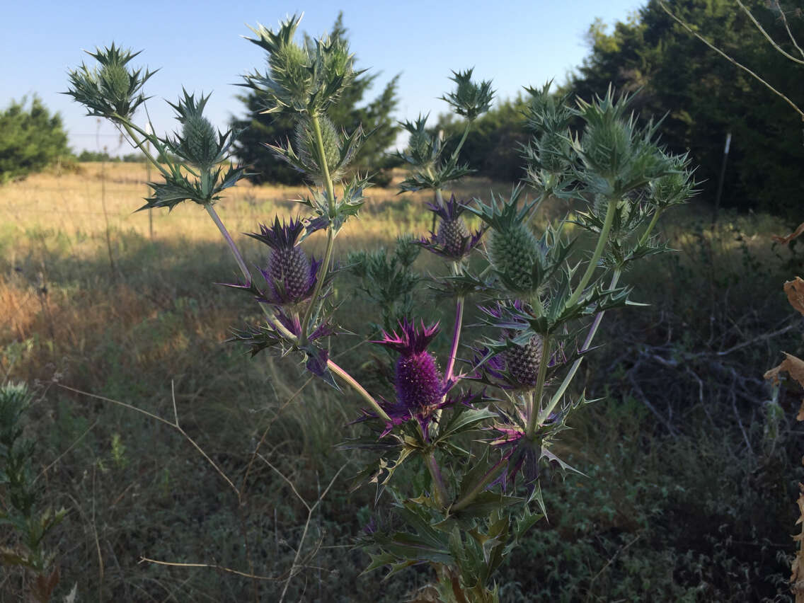 Image of Leavenworth's eryngo