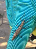 Image of Northern Two-striped Walkingstick