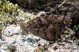 Image of Grayling