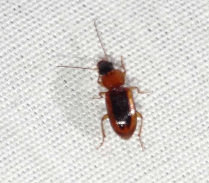 Image of LeConte's Seedcorn Beetle