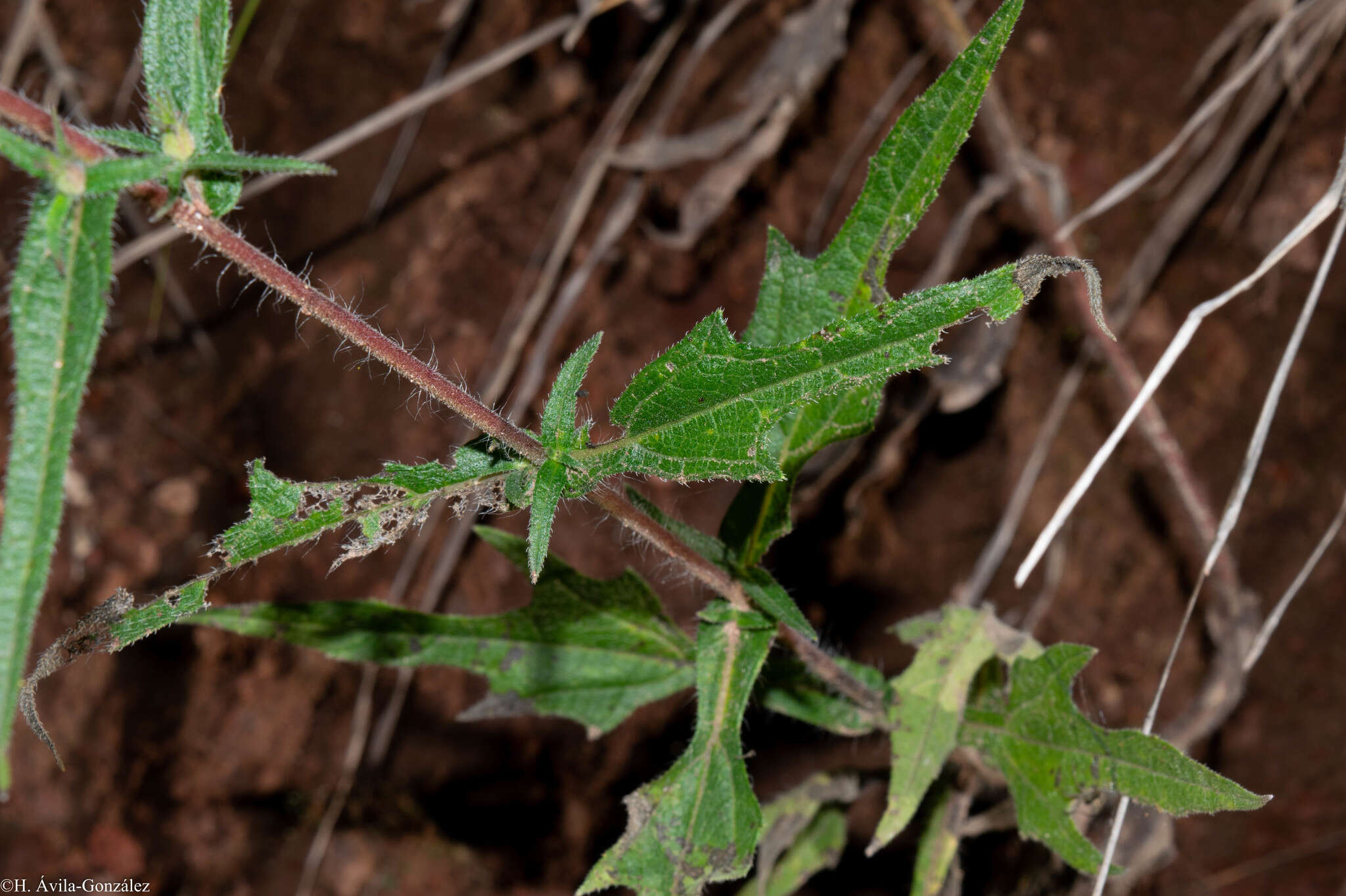 Image of Simsia sanguinea A. Gray