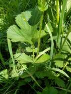 Imagem de Geum macrophyllum var. perincisum (Rydb.) Raup