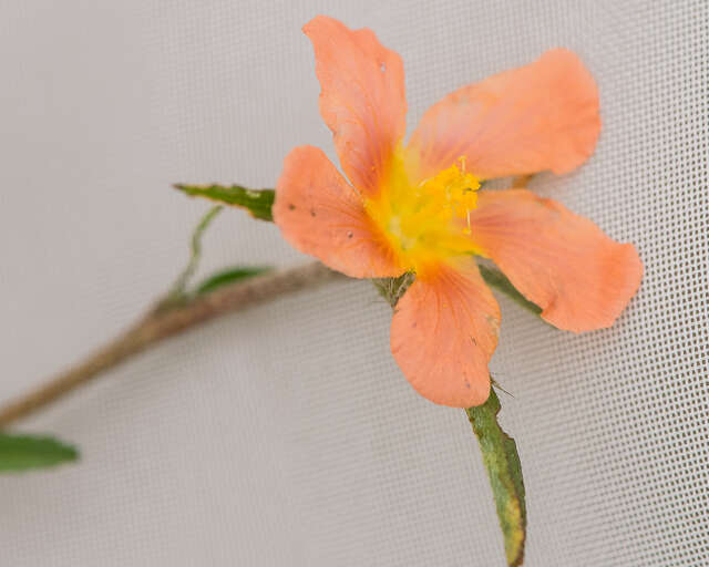 Image of bracted fanpetals