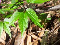 Image of Cardamine glanduligera O. Schwarz