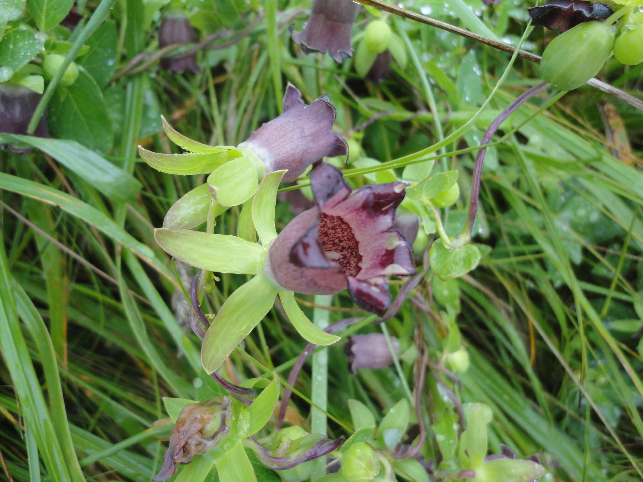 Image of Codonopsis ussuriensis (Rupr. & Maxim.) Hemsl.