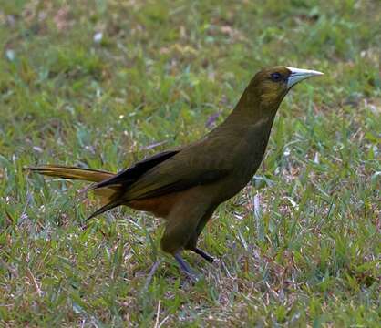 Image of Dusky-green Oropendola