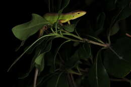 Image of China Grass Lizard