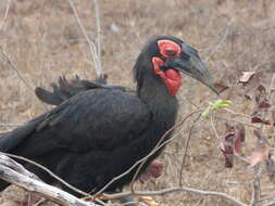 Image of Southern Ground Hornbill