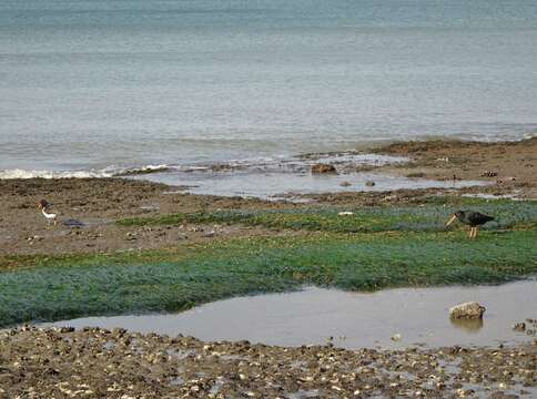 Image of Zostera novazelandica Setch.