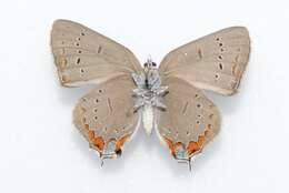 صورة Satyrium acadica (Edwards 1862)