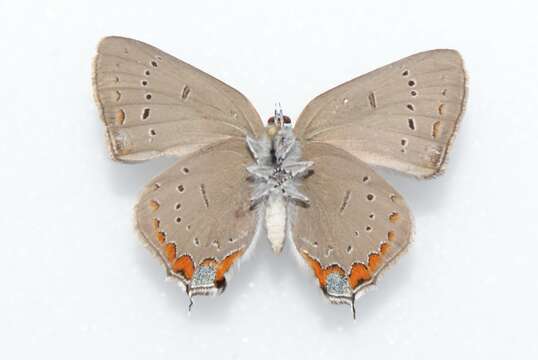 Image of Acadian Hairstreak