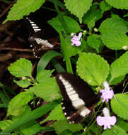 Image of White-banded Swallowtail