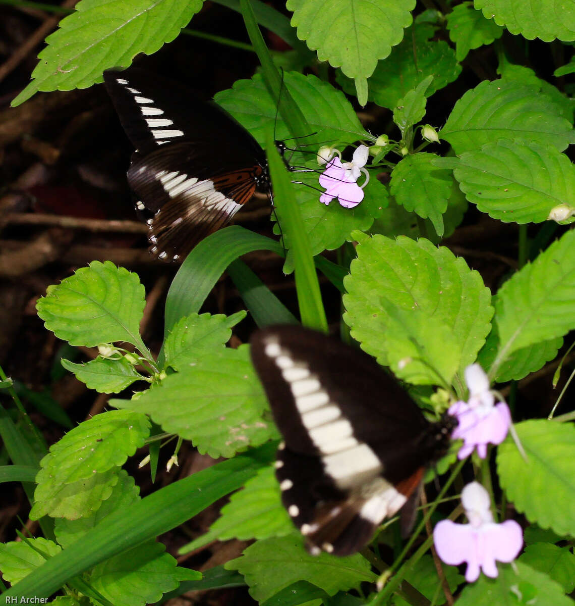 Image of White-banded Swallowtail