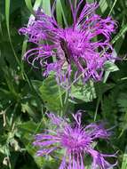 Centaurea nervosa Willd. resmi