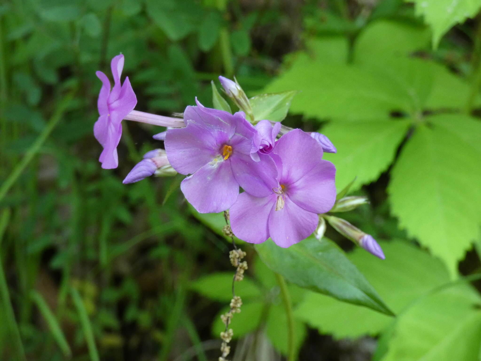 Image of smooth phlox