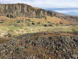 Imagem de Artemisia campestris subsp. borealis (Pall.) H. M. Hall & Clem.