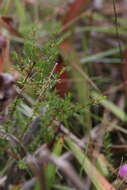 صورة Hypericum brachyphyllum (Spach) Steud.