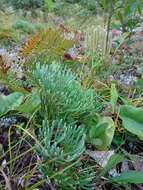 Image of deeproot clubmoss