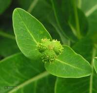 Euphorbia hyberna L. resmi