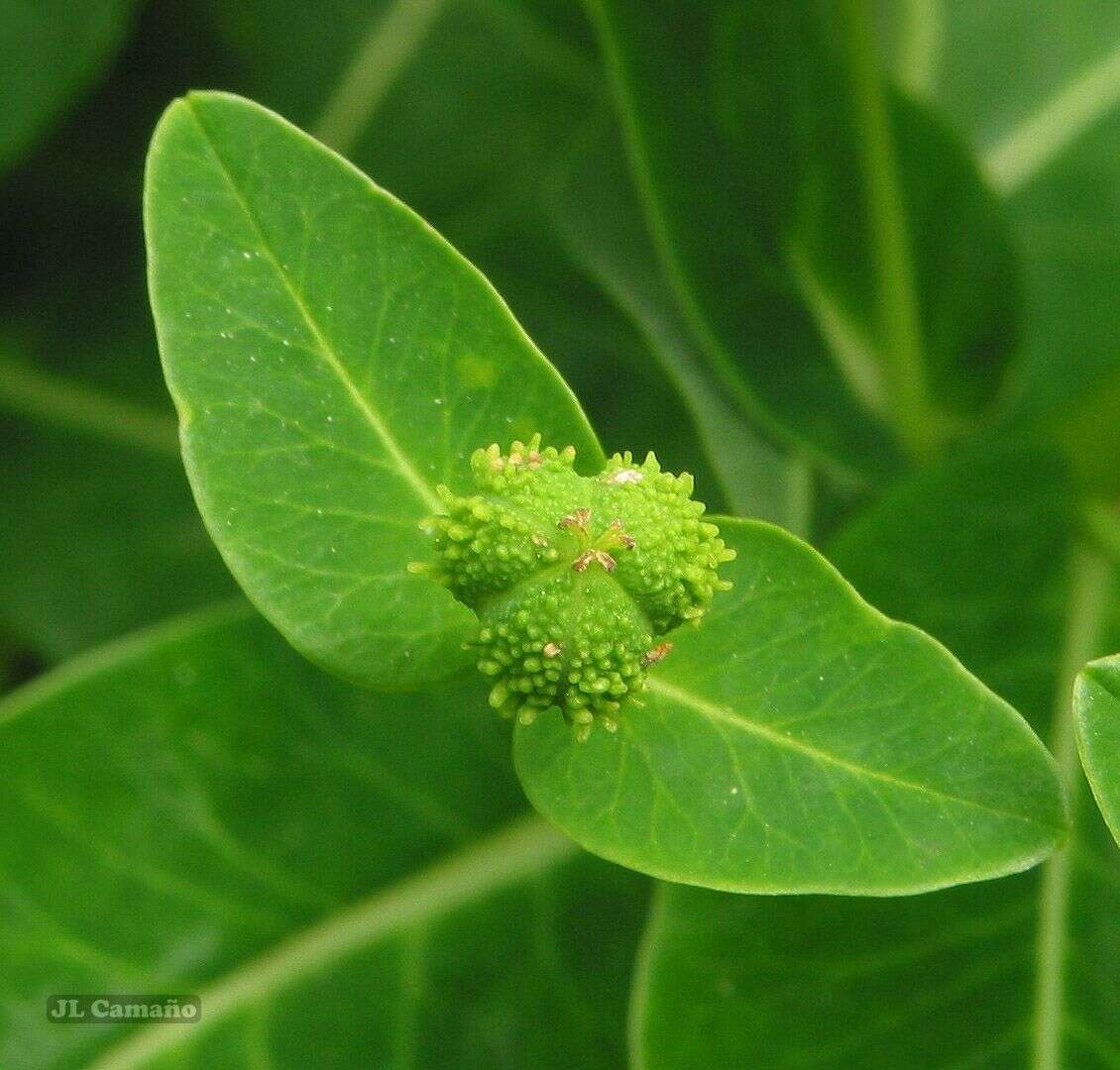 Euphorbia hyberna L. resmi