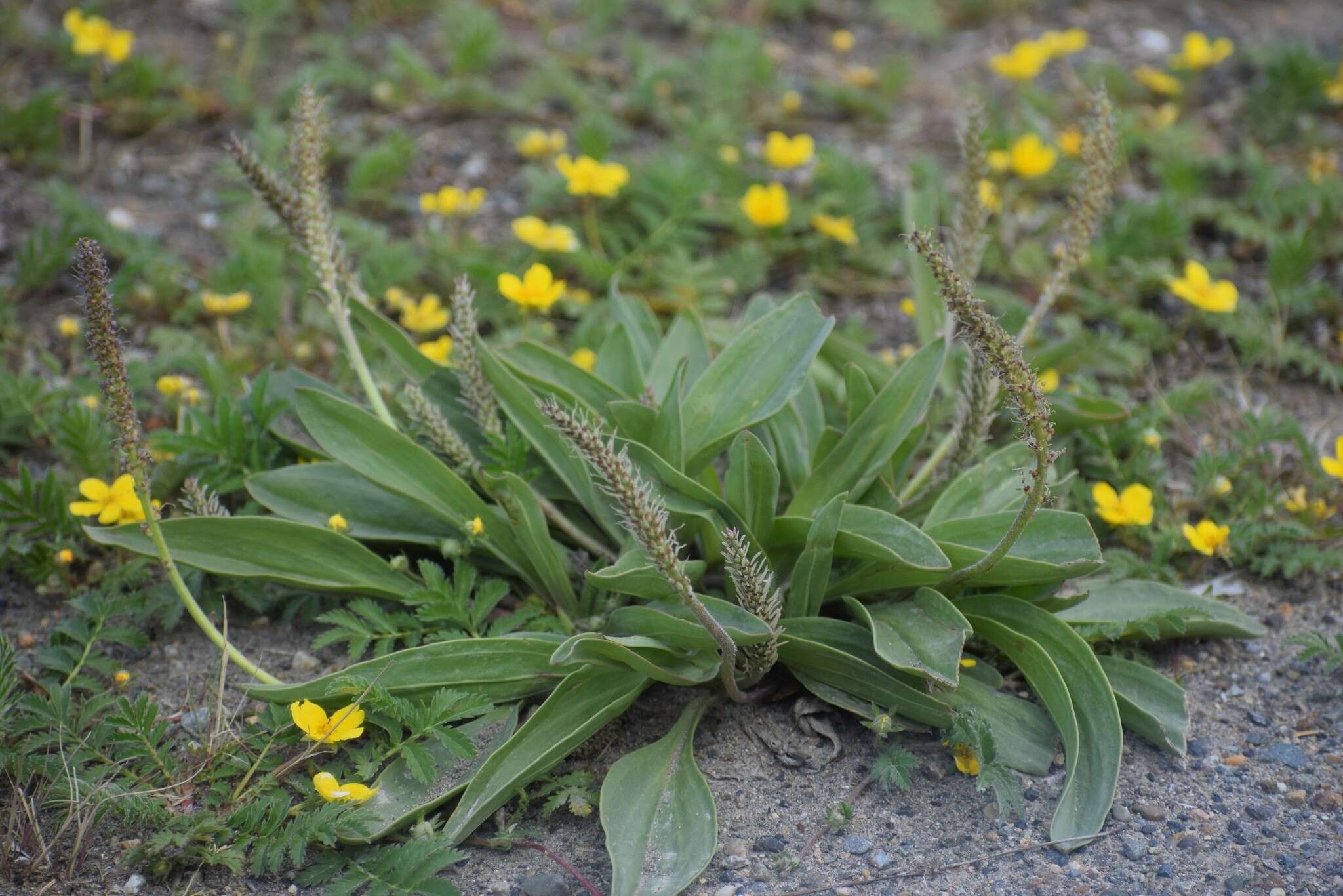 Image of redwool plantain