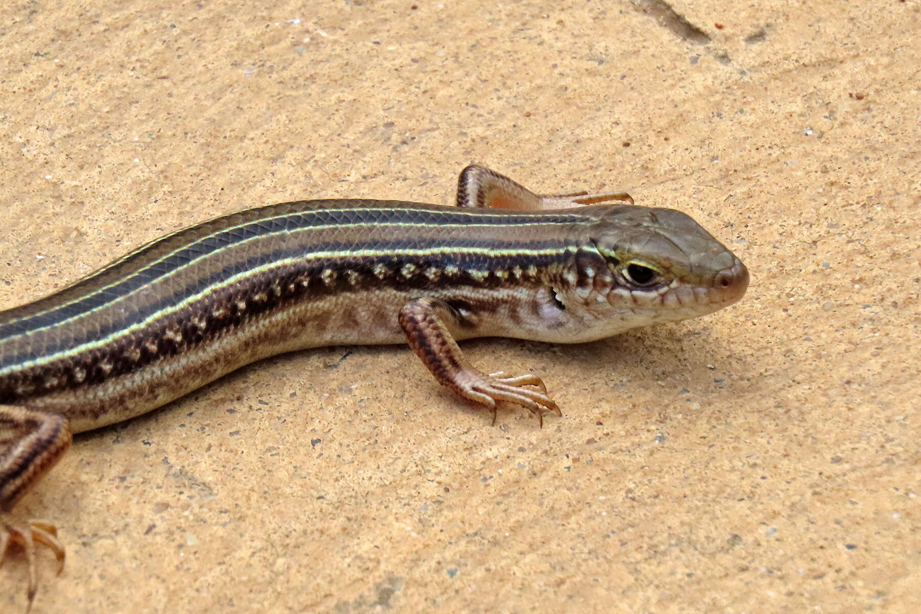 Image of Robust Ctenotus