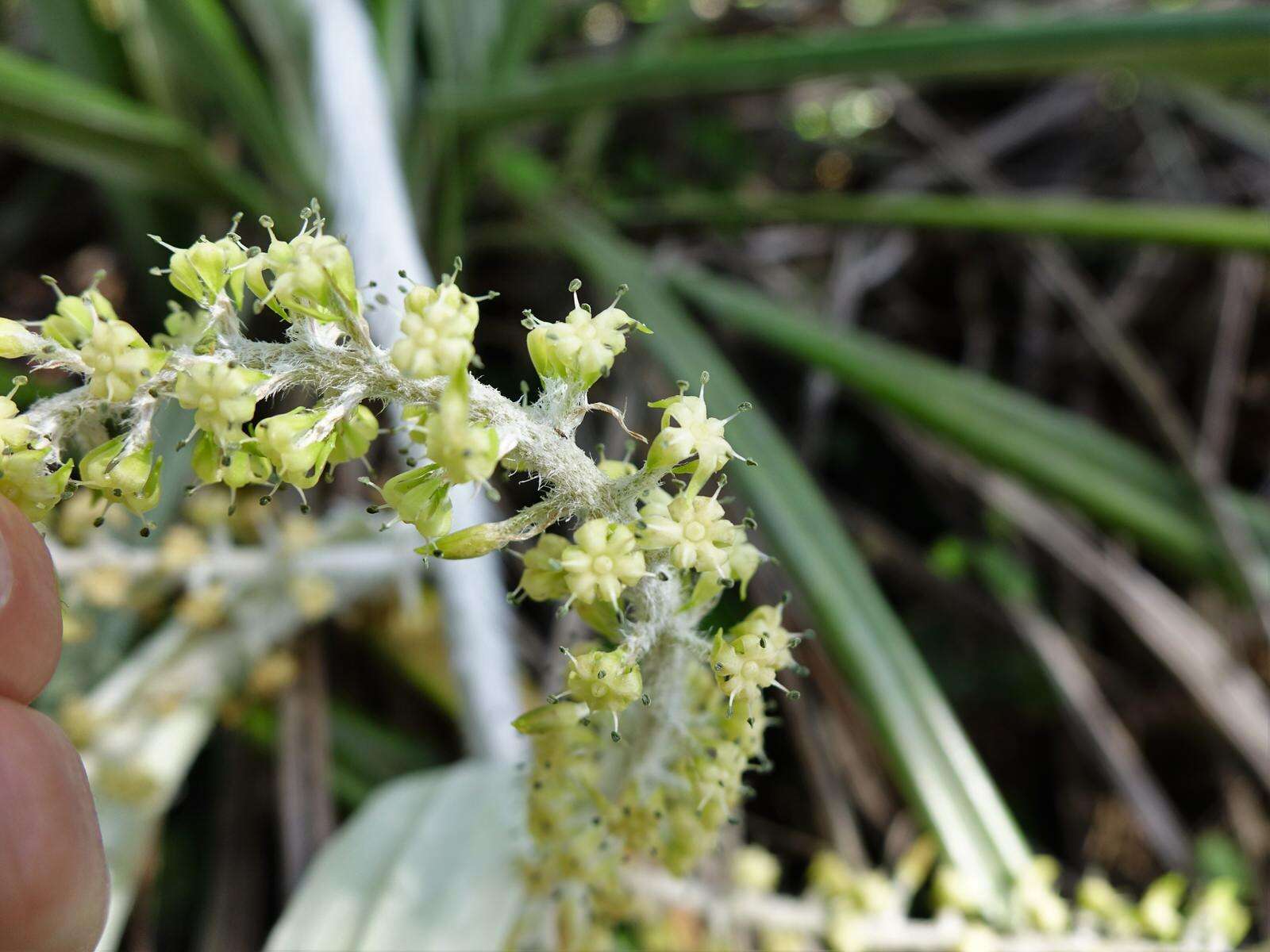 Astelia banksii A. Cunn.的圖片