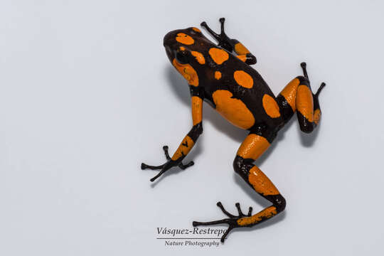 Image of Harlequin Poison Frog