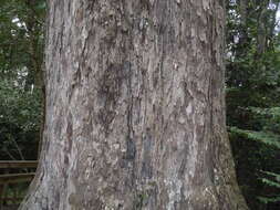 Image of Sickle-leaved Yellowwood