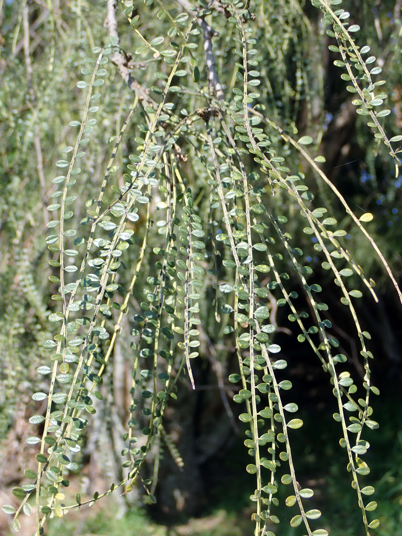 Image of Sophora microphylla var. longicarinata (G. Simpson) Allan