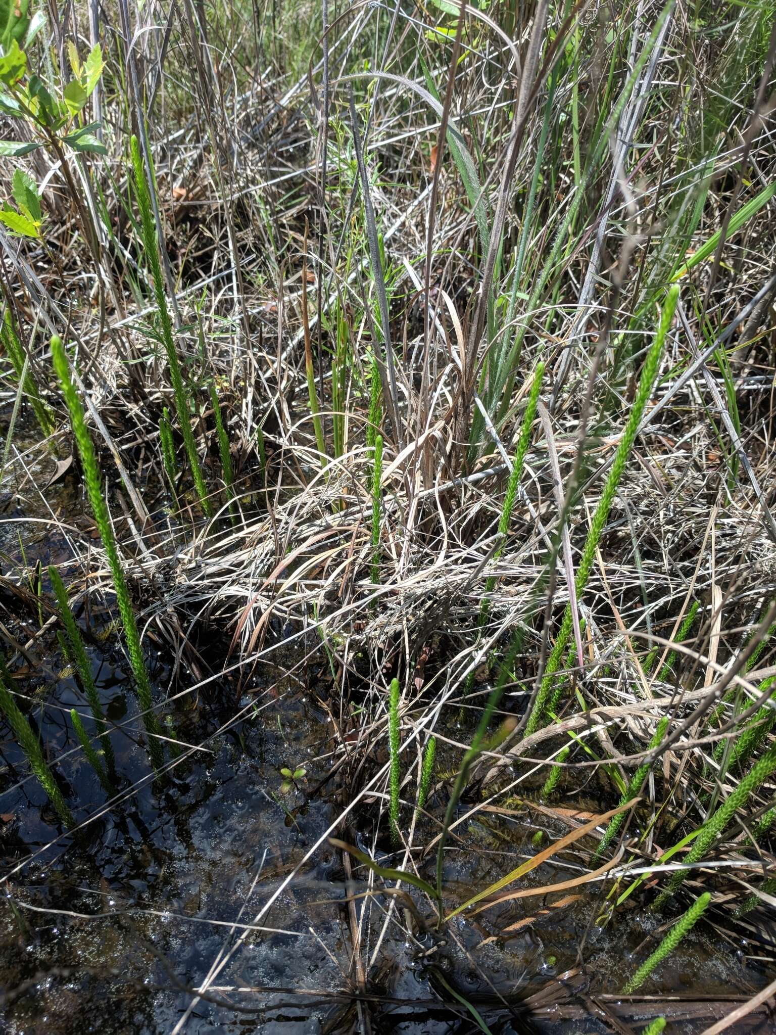 Image of southern bog clubmoss