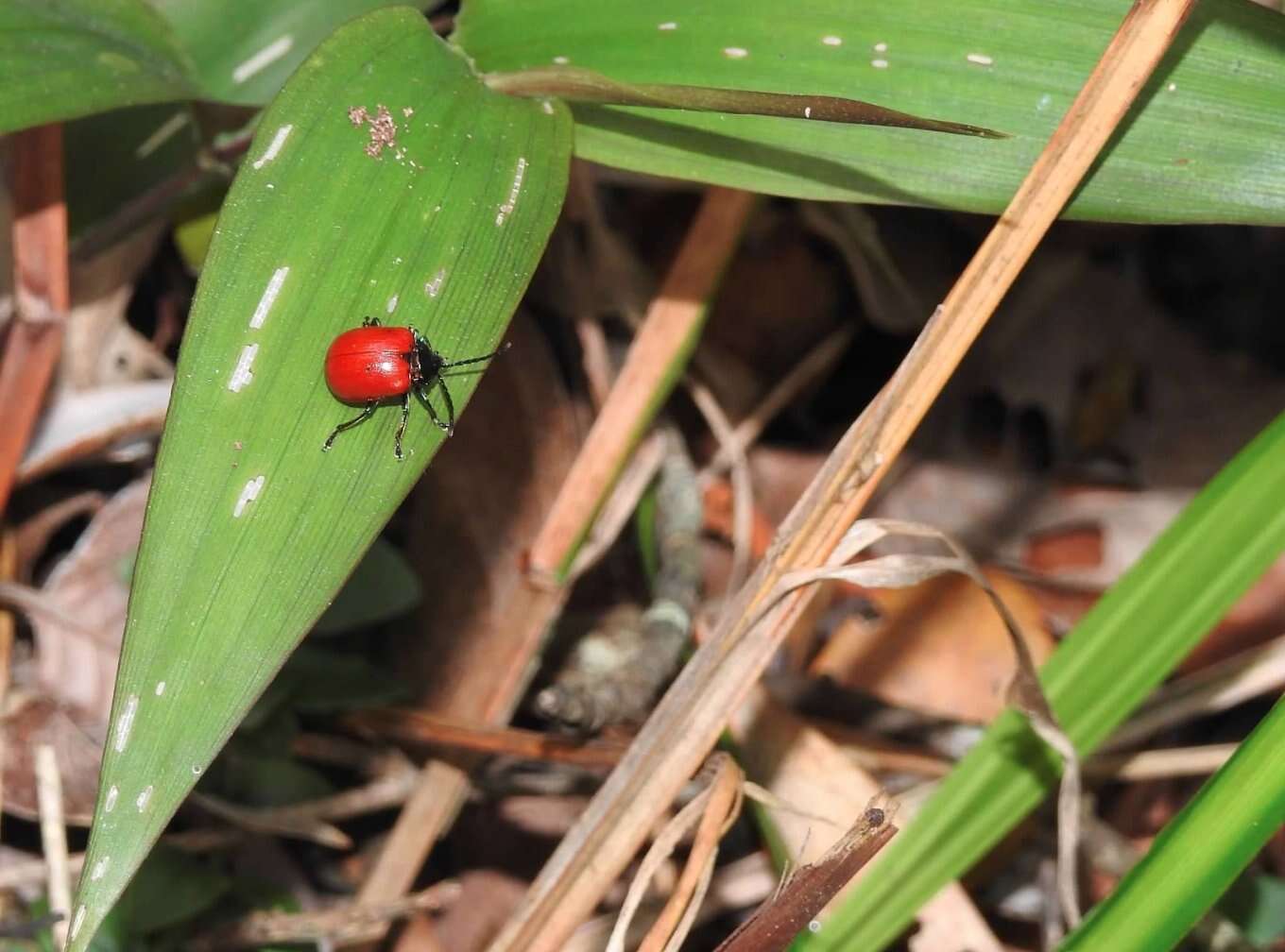 Image of <i>Podagricomela nigricollis</i>