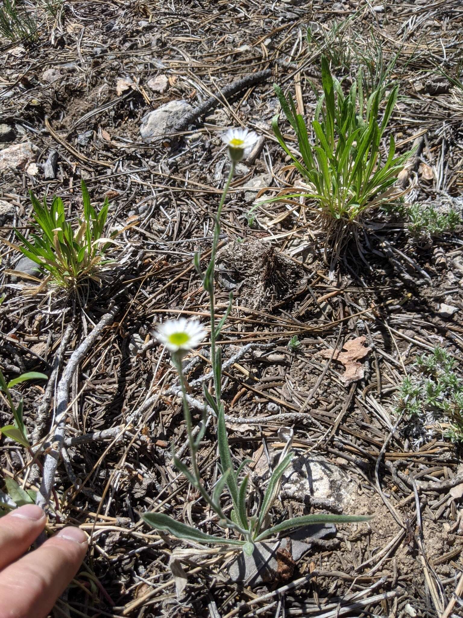 Слика од Erigeron jonesii Cronq.