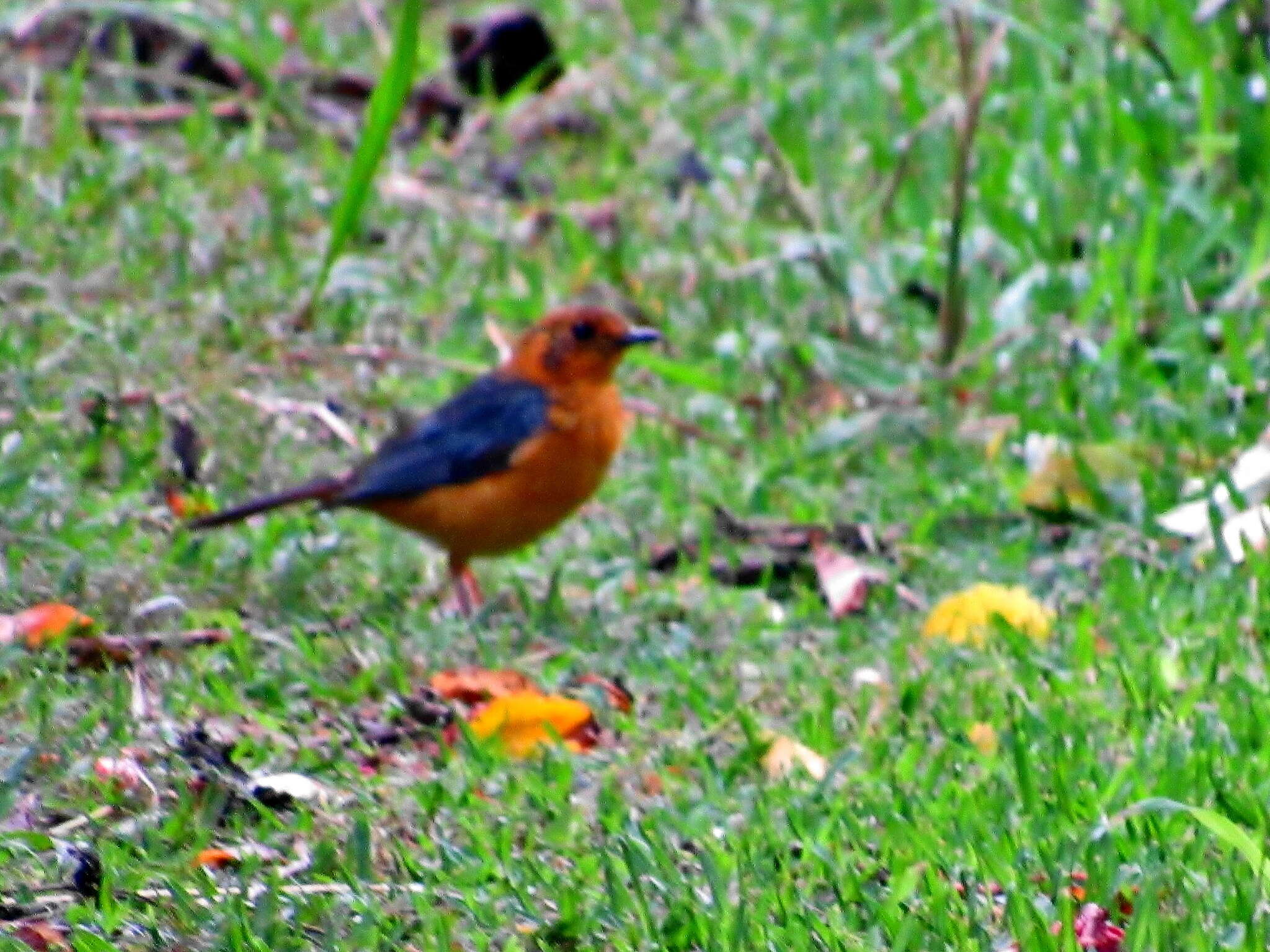 Cossypha natalensis natalensis Smith & A 1840的圖片